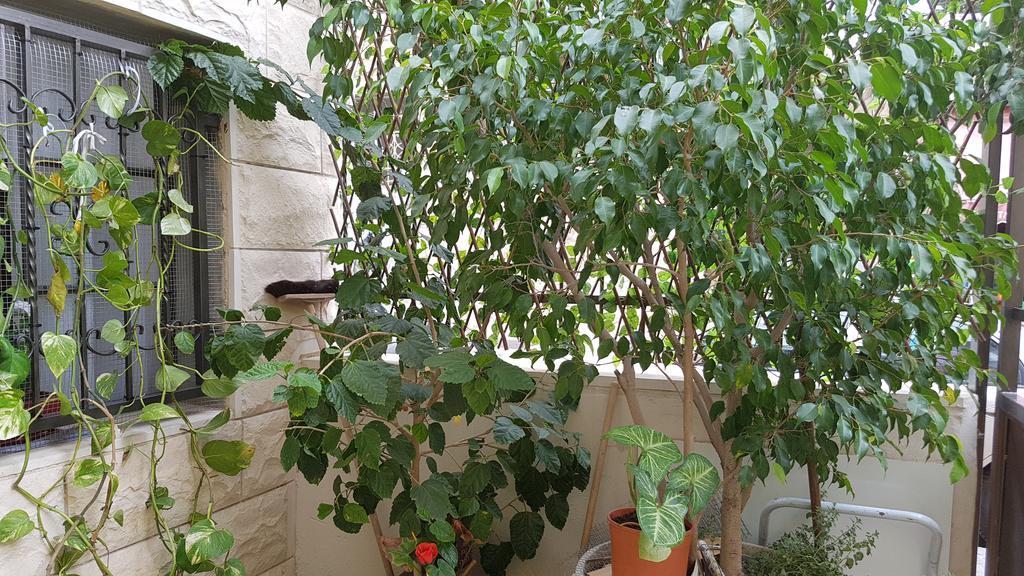 Zohar'S Apartment Χάιφα Εξωτερικό φωτογραφία